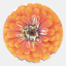 Search for zinnia flower stickers Orange
