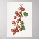 Search for pomegranate fruit posters Botanical