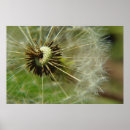 Search for blows posters Dandelion