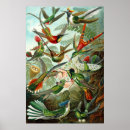 Search for art forms of nature posters Animals