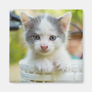 Search for kitten magnets No people