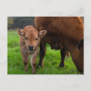 Search for dairy postcards Calf