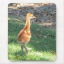 Search for sandhill mousepads Crane