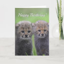 Search for cute cheetah Africa