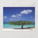 Search for aruba vacation postcards Eagle beach
