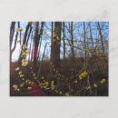 Search for native plants postcards Nature