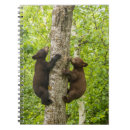 Search for bear notebooks Tree