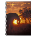 Search for wild one notebooks Safari