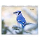 Search for song photography Birds