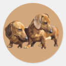 Search for dachshund puppy stickers Animals