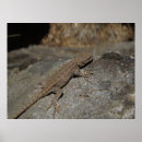 Search for lizard posters Animals