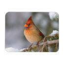 Search for avian cards Feather