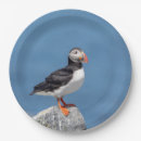 Search for puffin plates Nature