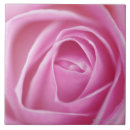 Search for close up tiles Rose