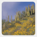 Search for pipe organ stickers Cacti