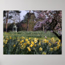 Search for daffodil posters Photography