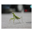 Search for micro art Insect
