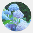 Search for green hydrangeas stickers Blue