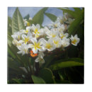Search for frangipani tiles Flower