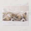 Search for sleeping baby postcards Animals