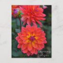 Search for orange red postcards Yellow