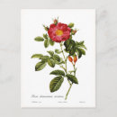 Search for rosa postcards Flower