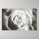 Search for pen and ink drawing posters Floral