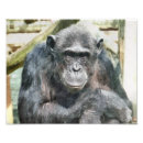 Search for chimpanzee posters Wild animals