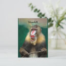 Search for primate postcards Animal