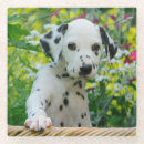 Search for dalmatian coasters Dog