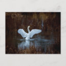 Search for schwan Bird