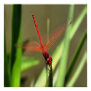 Search for beautiful dragonfly art Dragonflies