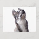 Search for husky puppy postcards Animal