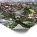 Search for silk posters Flowers