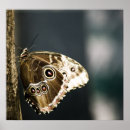 Search for morpho Tropical