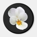 Search for viola magnets Flower
