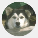 Search for sad dog stickers Puppy