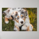 Search for australian shepherd posters Dog