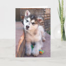 Search for tilt cards Puppy