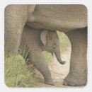 Search for indian elephant stickers Calf