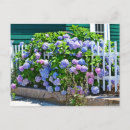 Search for hydrangea postcards Pink