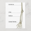 Search for bones stamps posters People