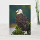 Search for perching cards Wildlife
