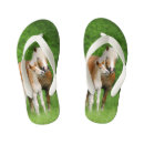 Search for pony shoes Animal