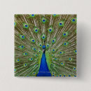 Search for peacock feather badges Birds