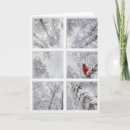 Search for winter cardinal cards Red cardinal bird