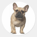 Search for brown dog stickers Puppies