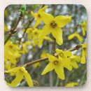 Search for springtime coasters Yellow