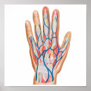 Search for hand anatomy posters Biology