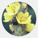 Search for beetle stickers Floral